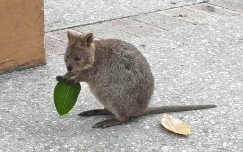 quokka