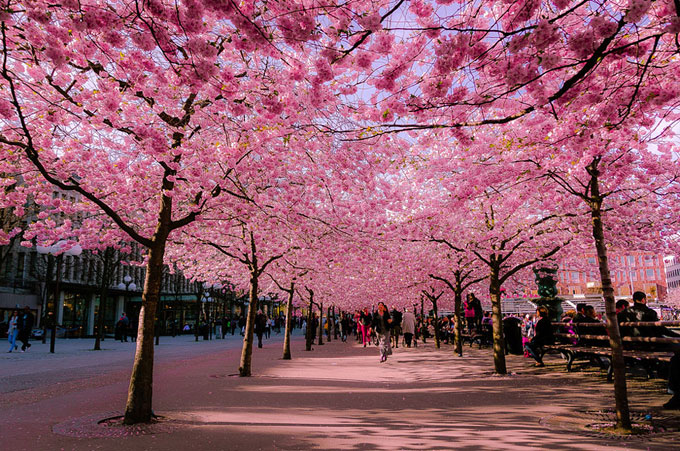 cherry blossoms, japan