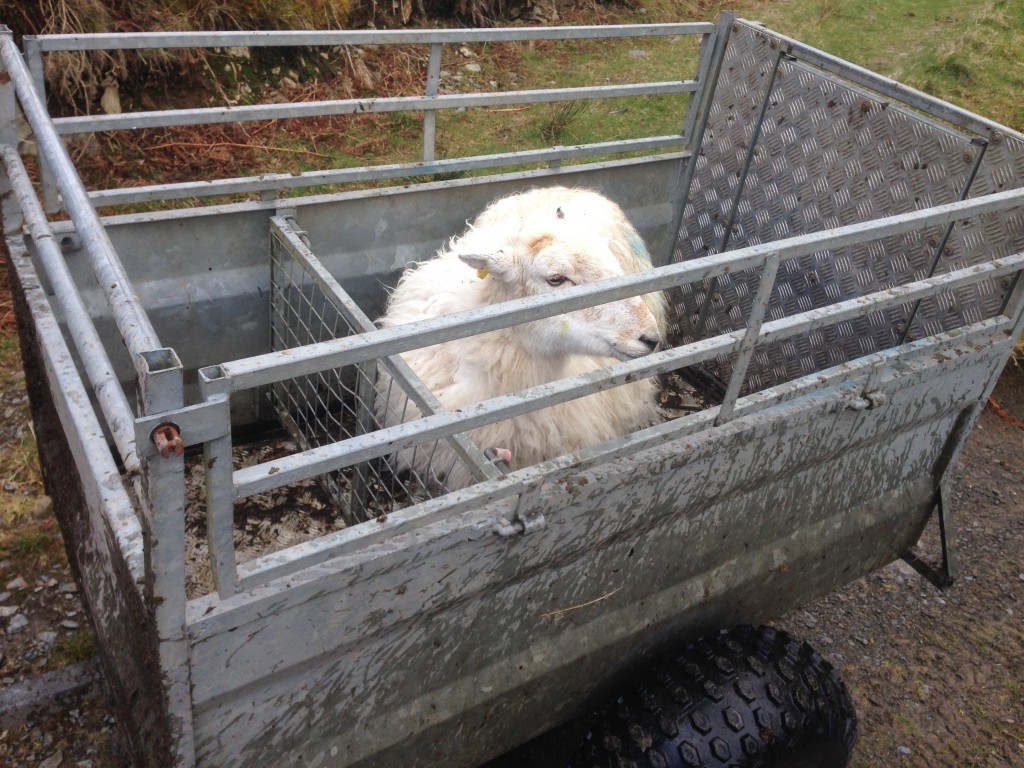 lamb, snowdonia, north wales