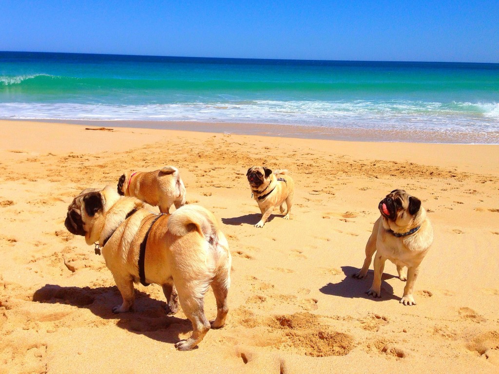 Yallingup, beach, Margaret River, Western Australia, Australia