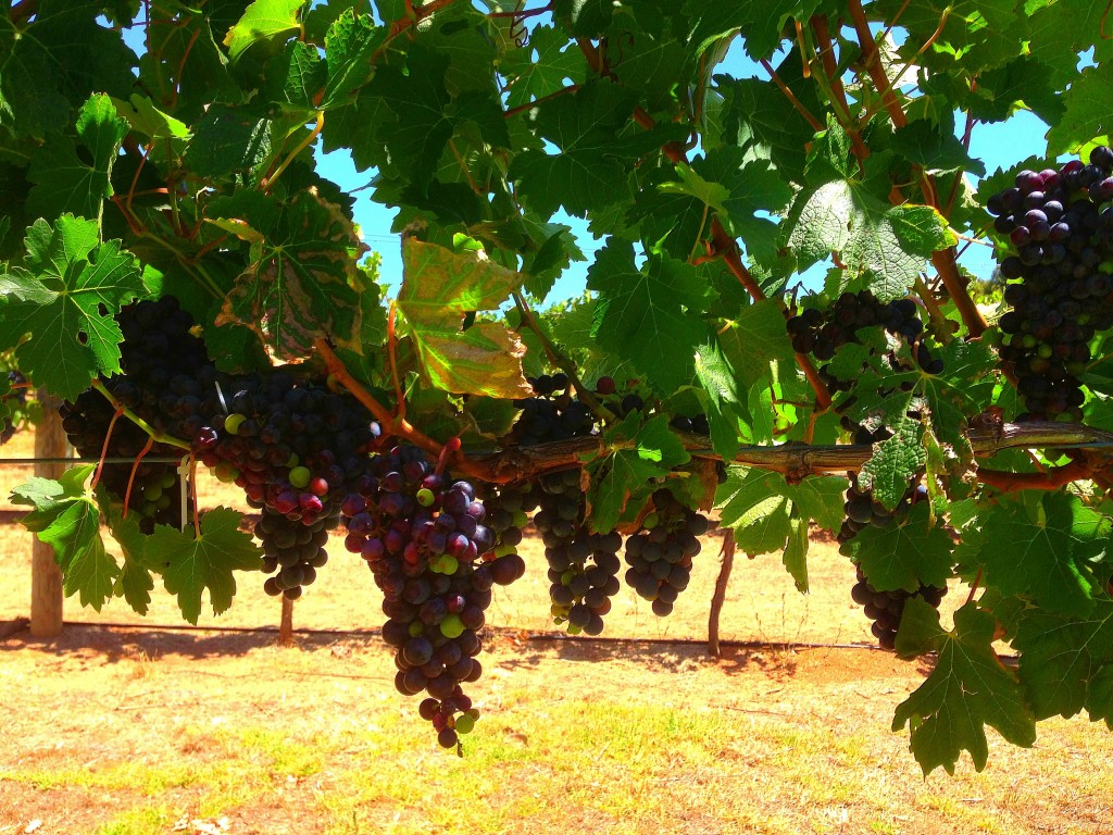 Vasse Felix, Margaret River, Western Australia, grapes