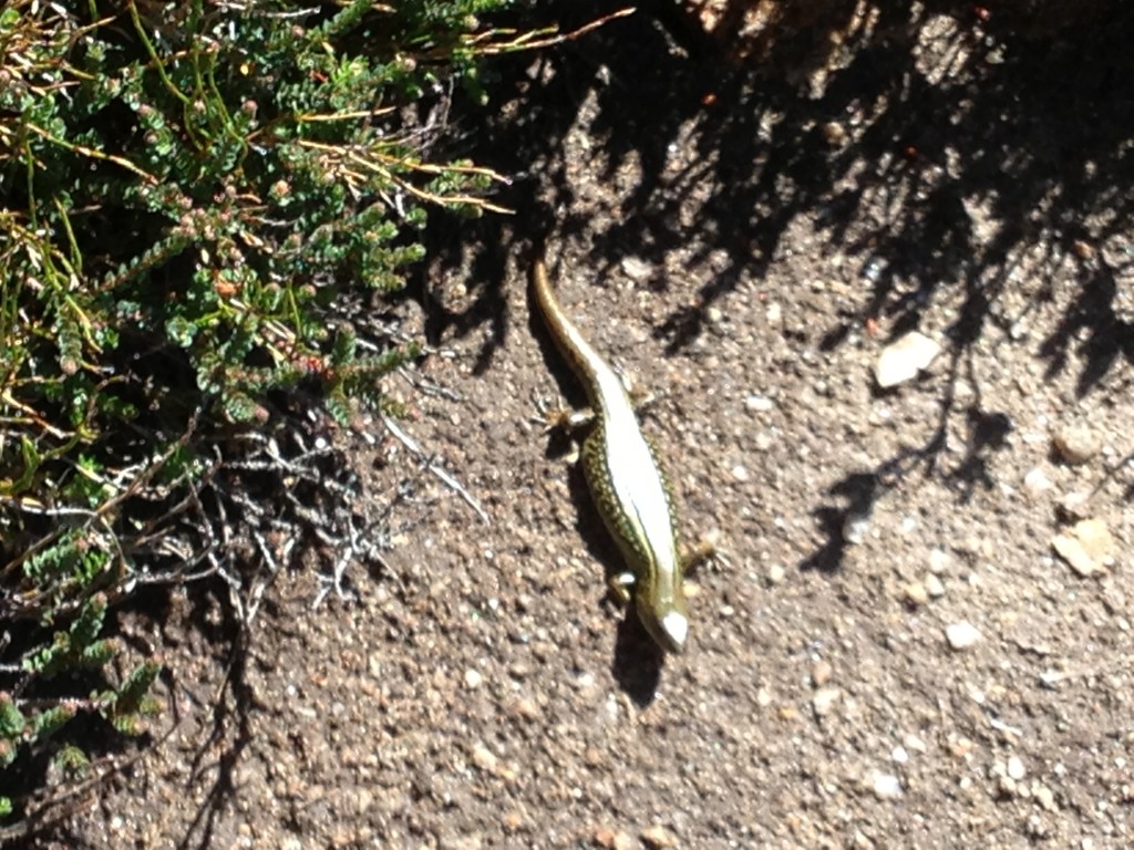 lizard, Mount Kosciuszko, Australia