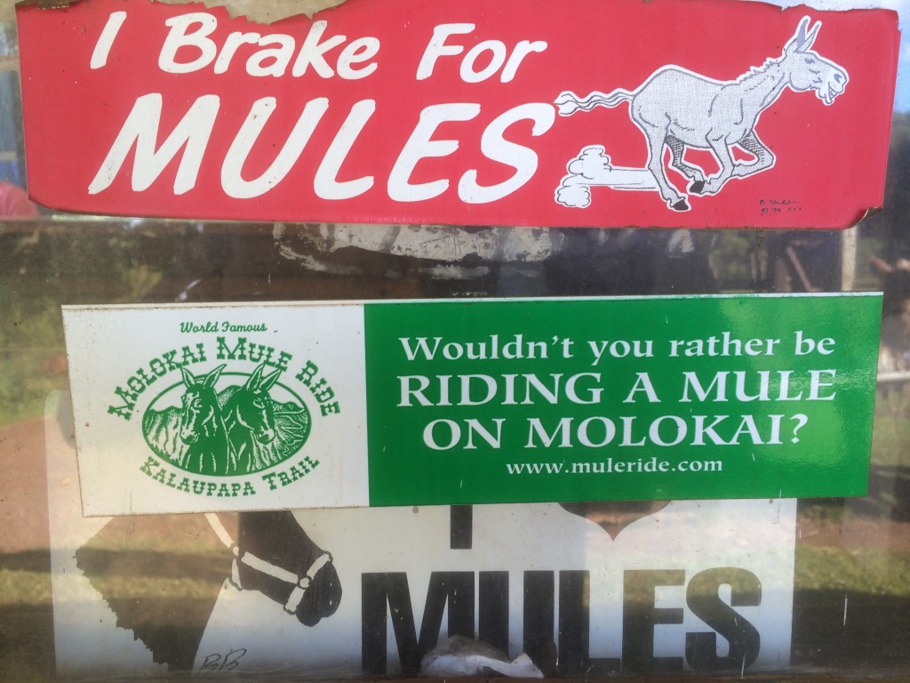 Molokai, Hawaii, mule ride
