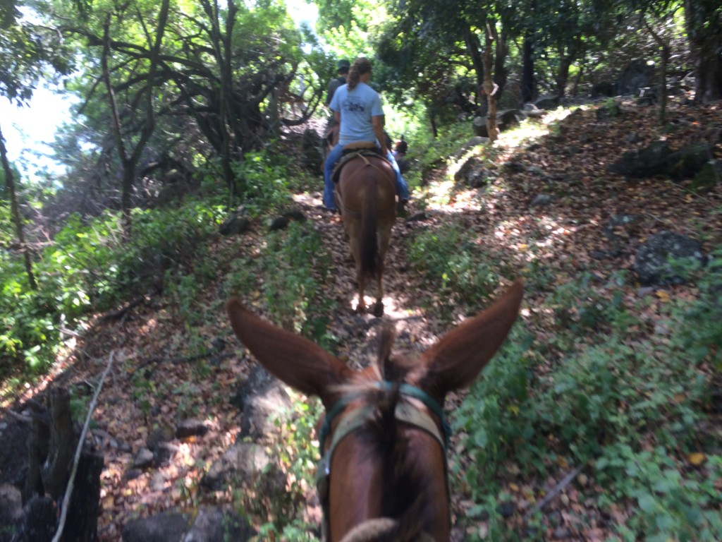 Molokai, Hawaii, mule ride