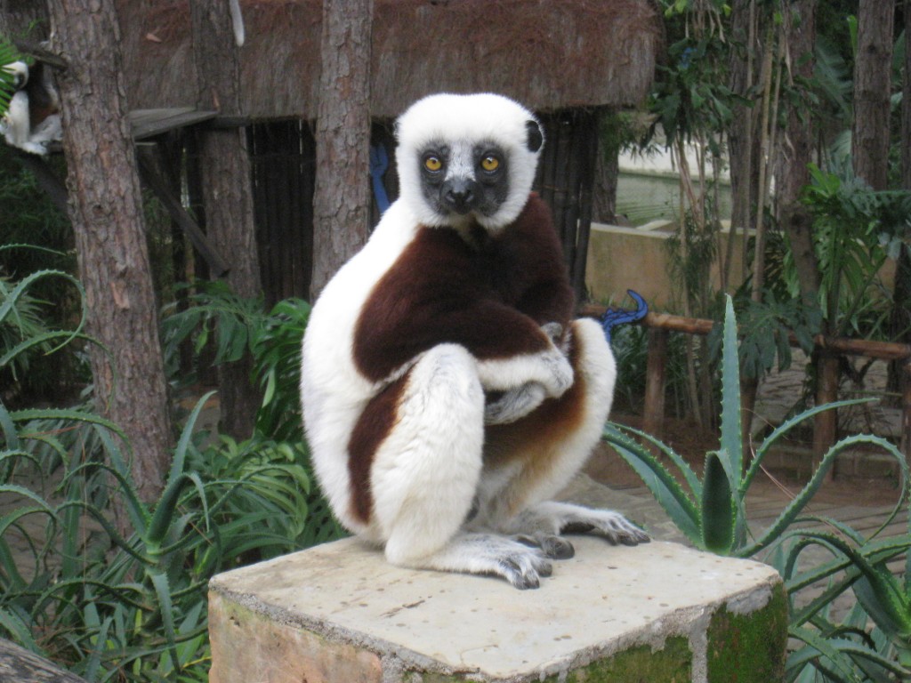 Lemur, Madagascar