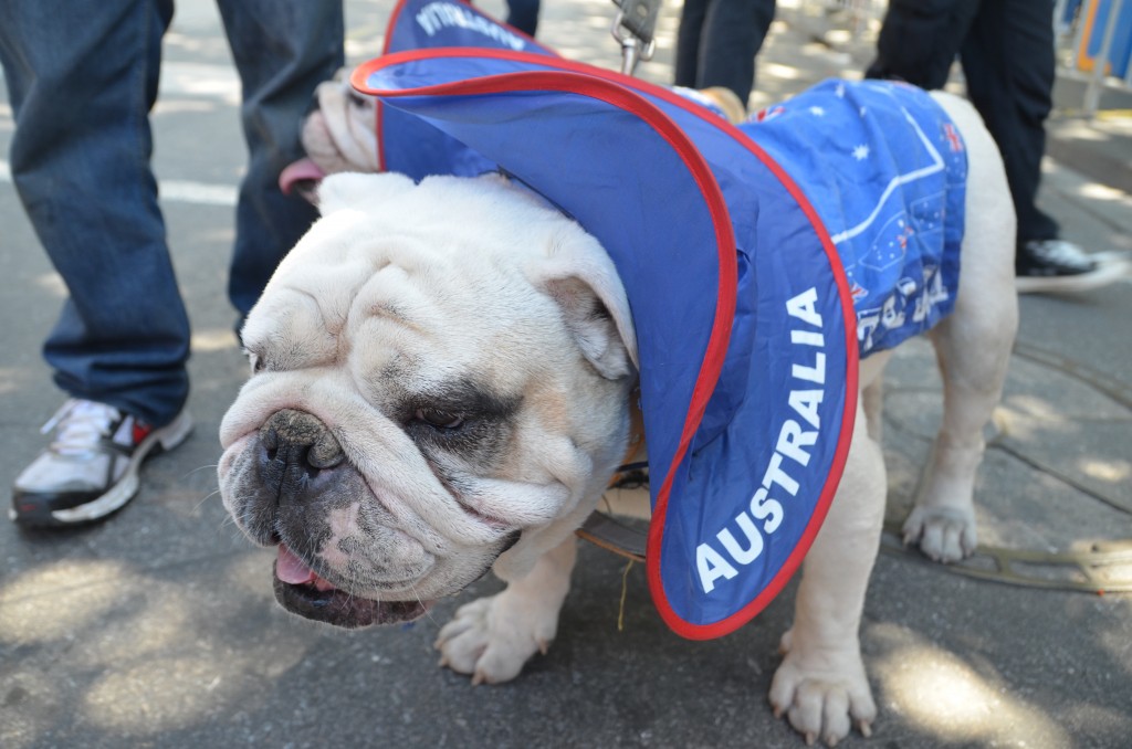 bulldog, Melbourne, Australia Day