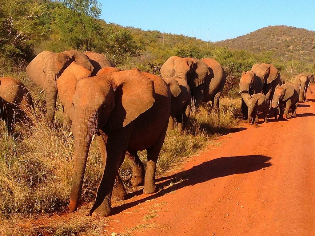 african safari