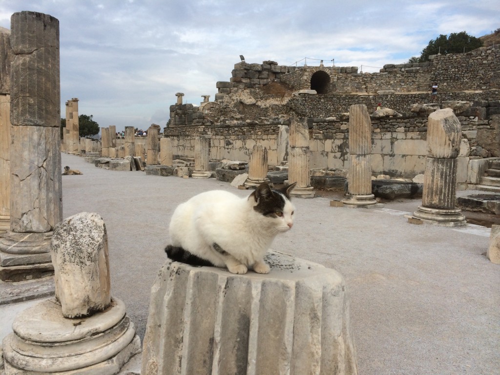 cats, ephesus, turkey