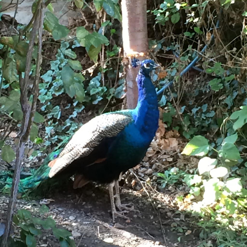 peacock, sirince