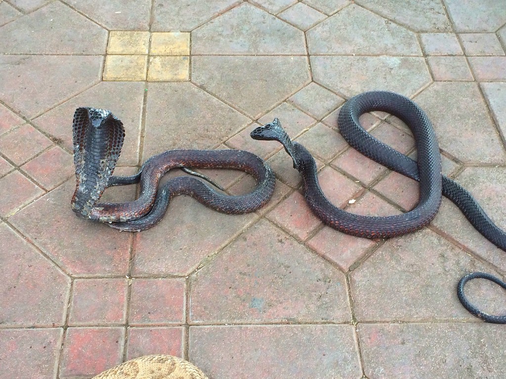 Marrakech, cobras, Jemma el Fna Square, Old city