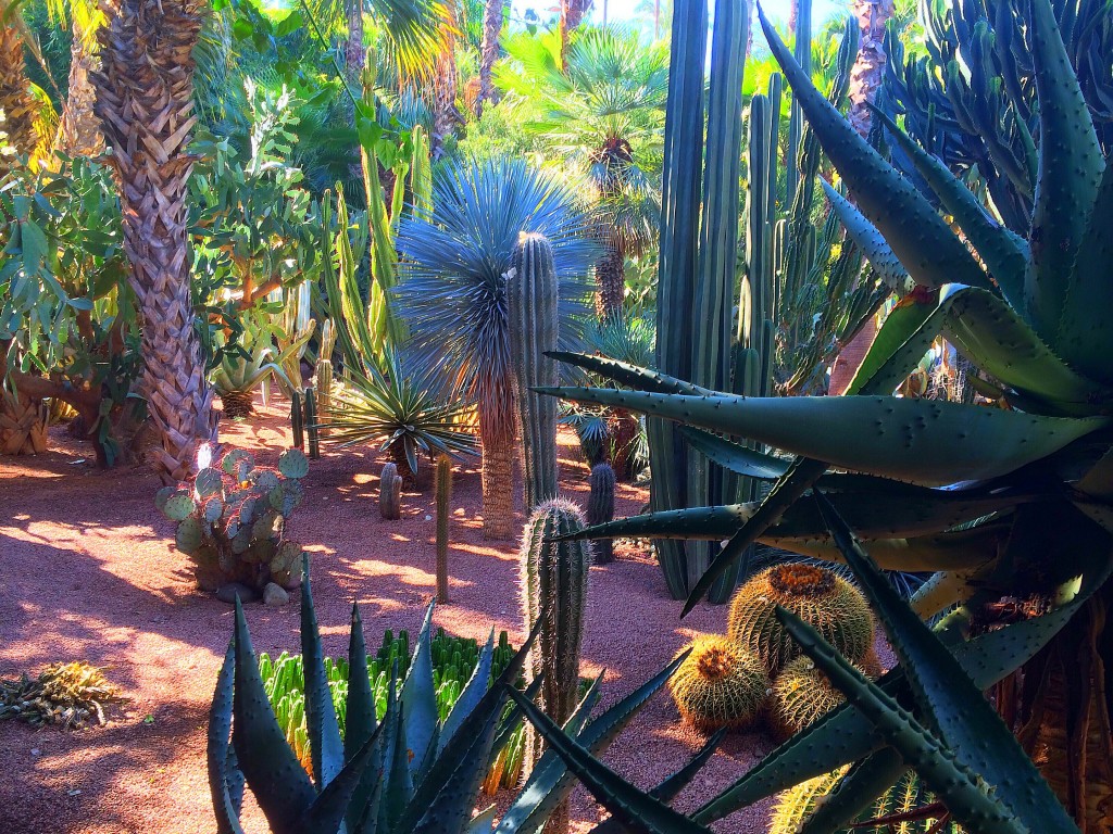 Majorelle Garden, Jardin Majorelle, Marrakech, Morocco, cacti