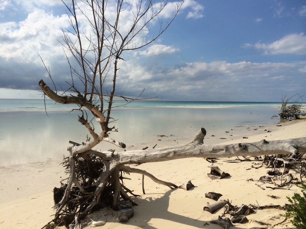 Gold Rock Beach, tree, beach, Grand Bahama Island