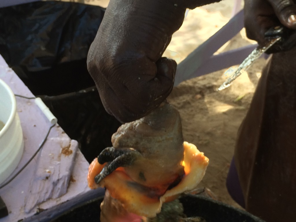 Conch getting cleaned, Grand Bahama Island