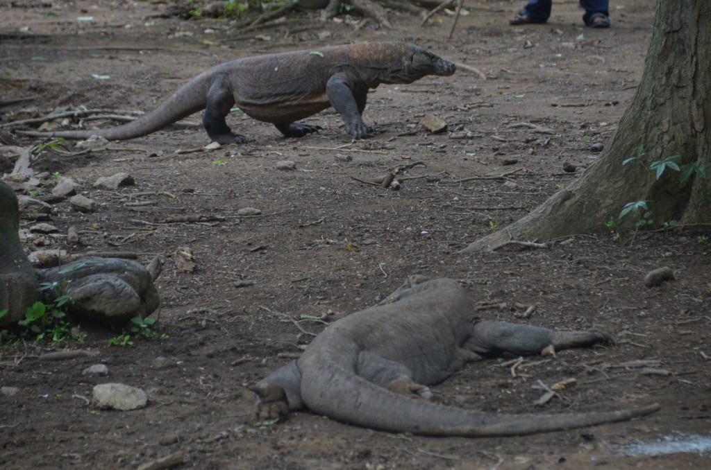 Komodo Island, Komodo Dragon, Indonesia