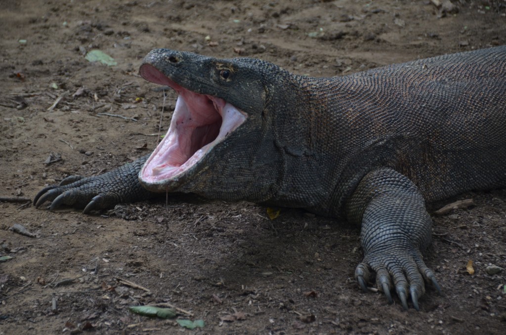 Komodo Island, Komodo Dragon, Indonesia