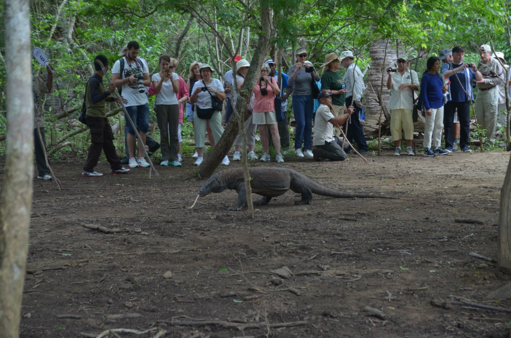 Komodo Island, Komodo Dragon, Indonesia