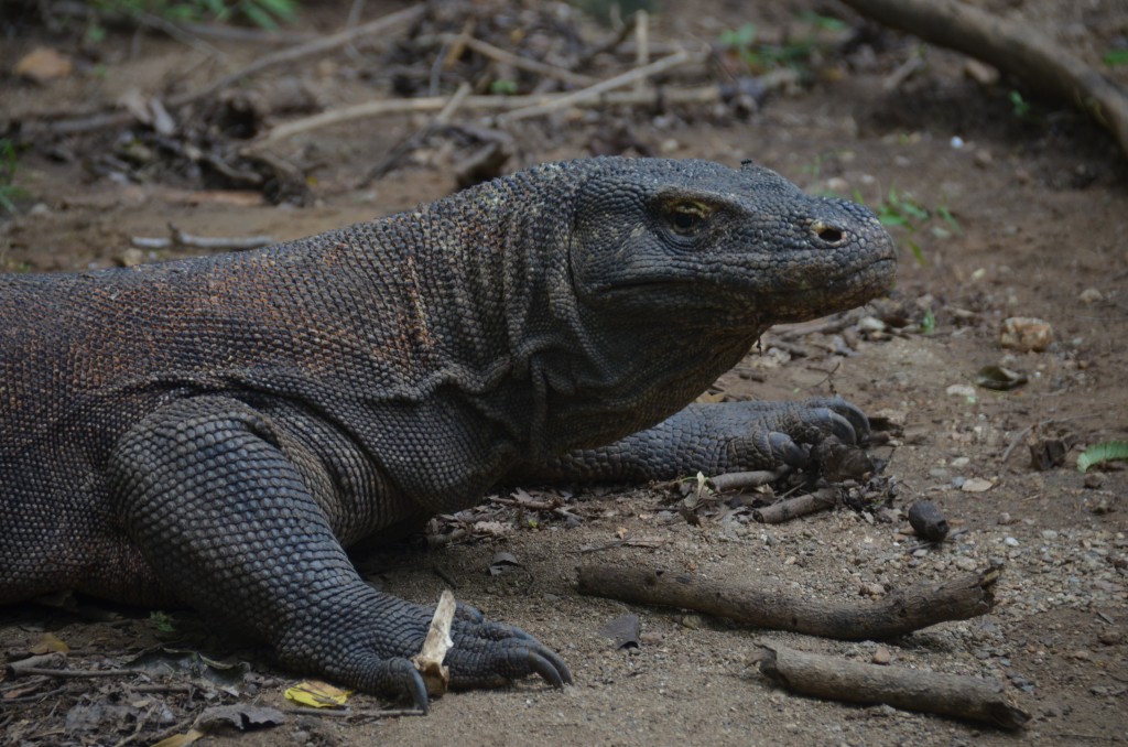 Komodo Island, Komodo Dragon, Indonesia