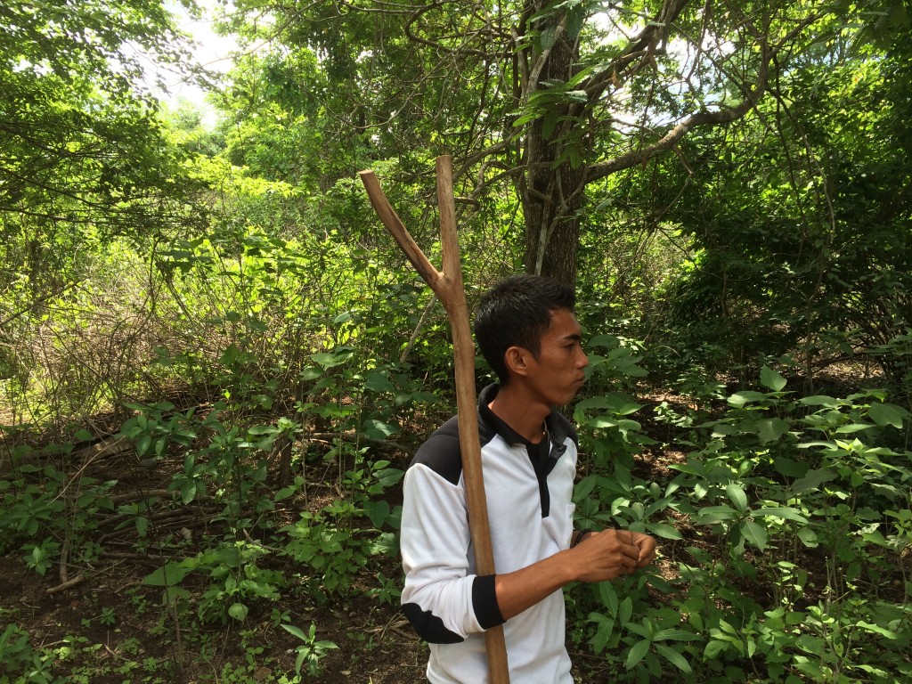 Komodo Island, Komodo Dragon, Indonesia, guide, stick