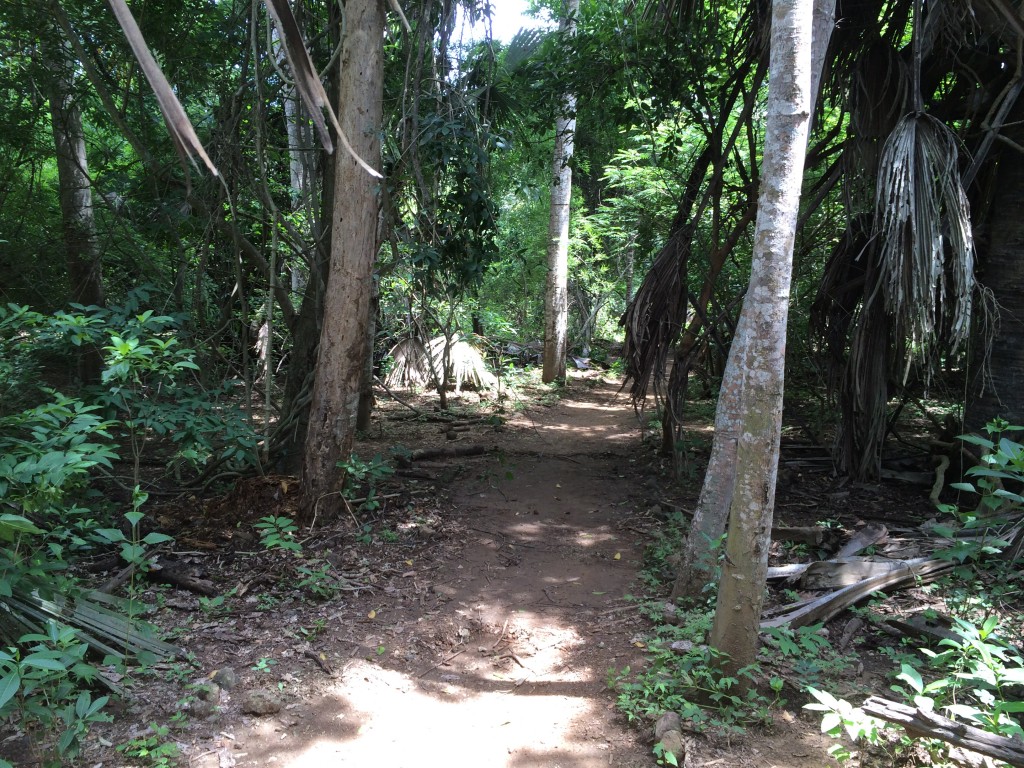 Komodo Island, Komodo Dragon, Indonesia, jungle, hike