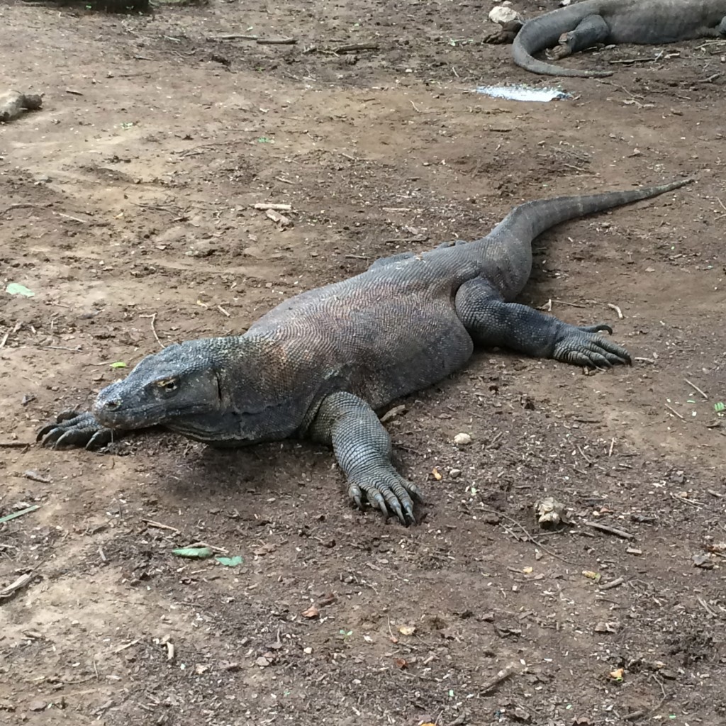 Komodo Island, Komodo Dragon, Indonesia