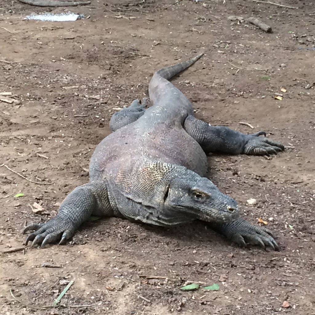 Komodo Island, Komodo Dragon, Indonesia