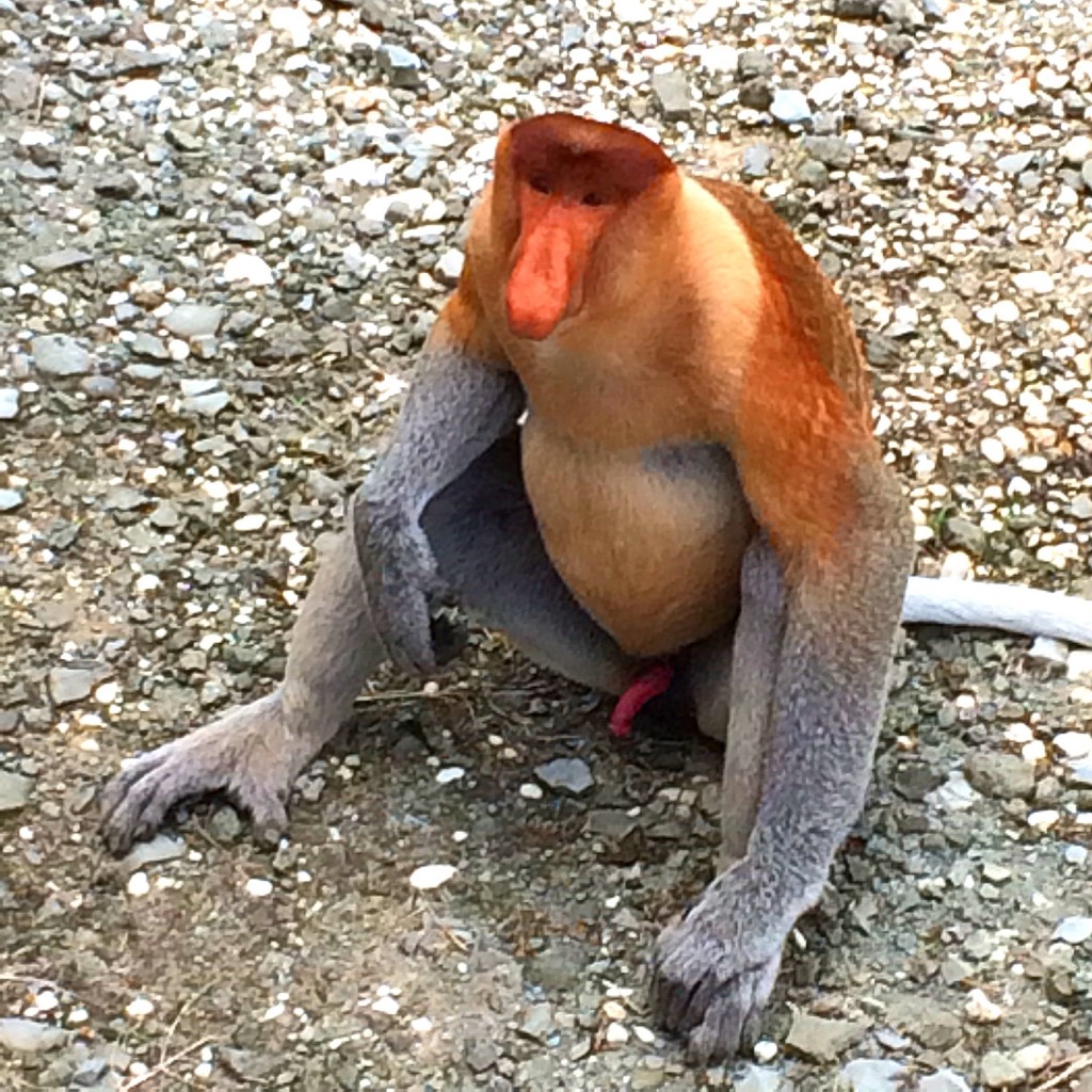 Sandakan, Borneo, Malaysia, Proboscis Monkeys