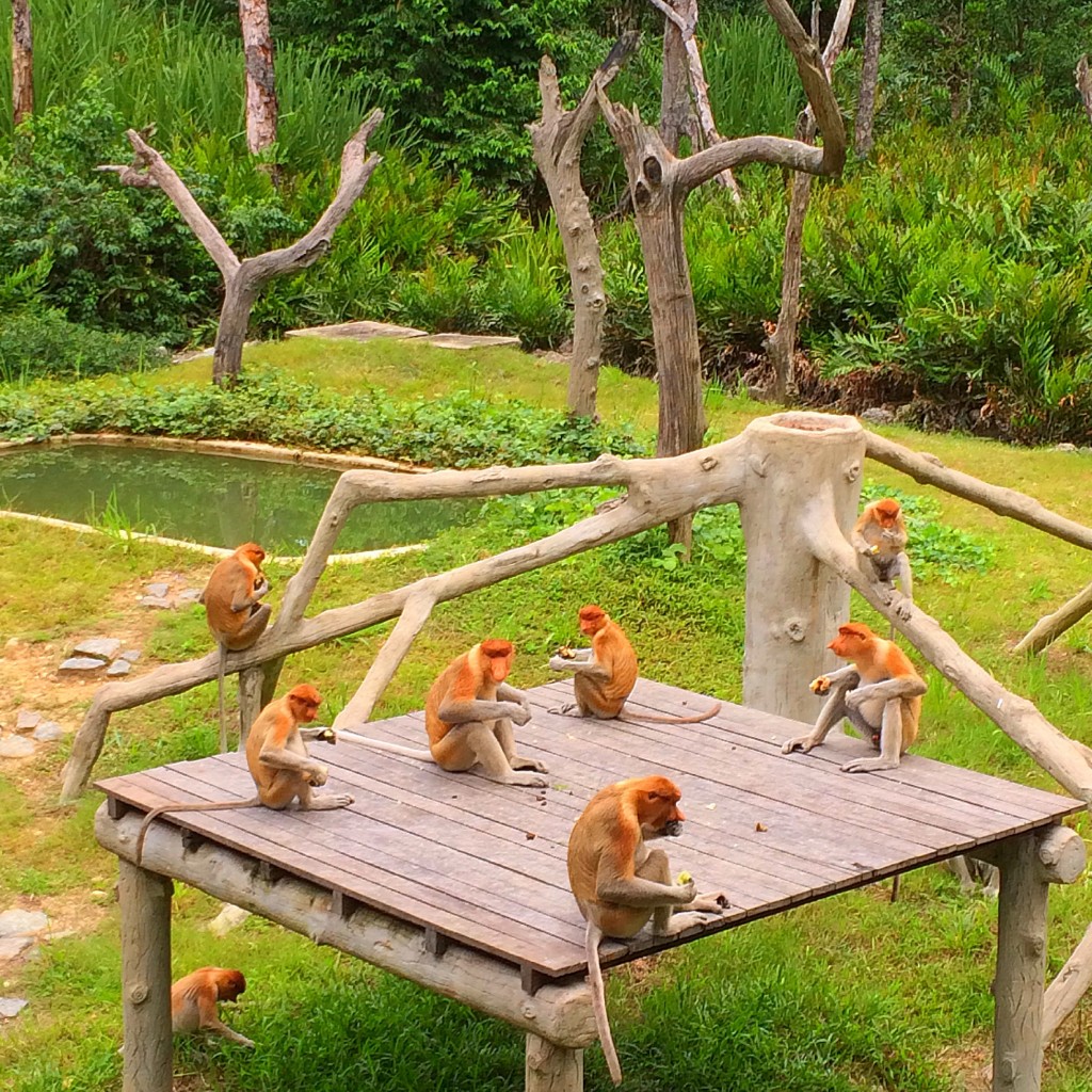 Sandakan, Borneo, Malaysia, Proboscis Monkeys
