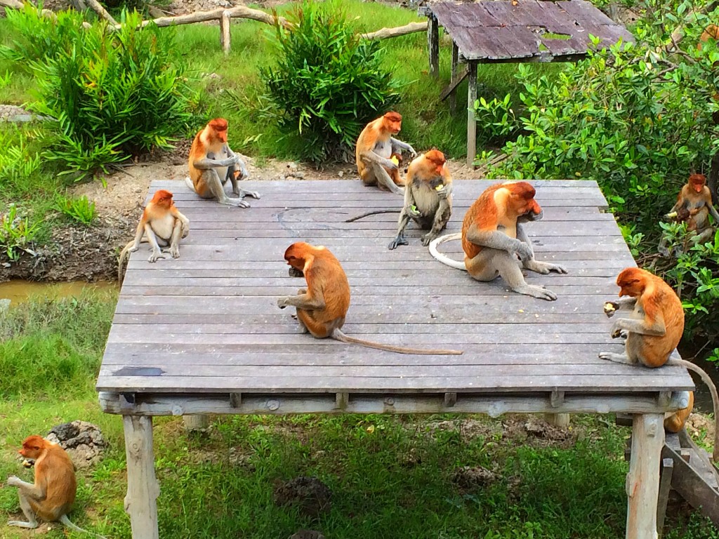 Sandakan, Borneo, Malaysia, Proboscis Monkeys