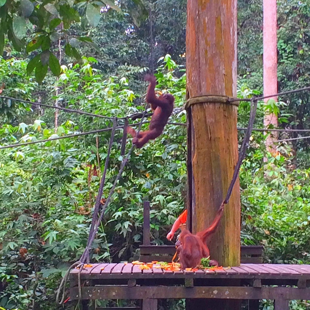 Sandakan, Borneo, Malaysia, Orangutans, Sepilok
