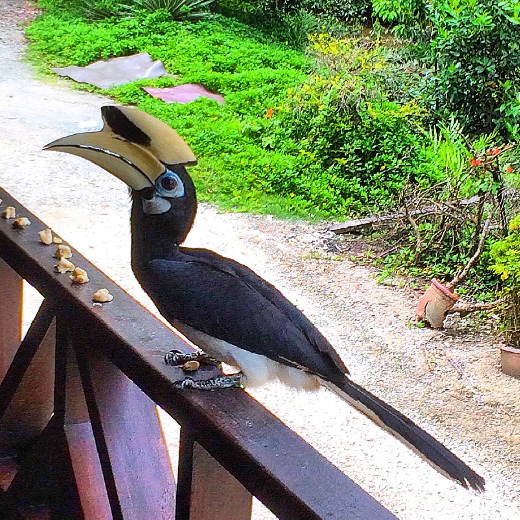 Sandakan, Borneo, Malaysia, Oriental Pied Hornbill, toucan