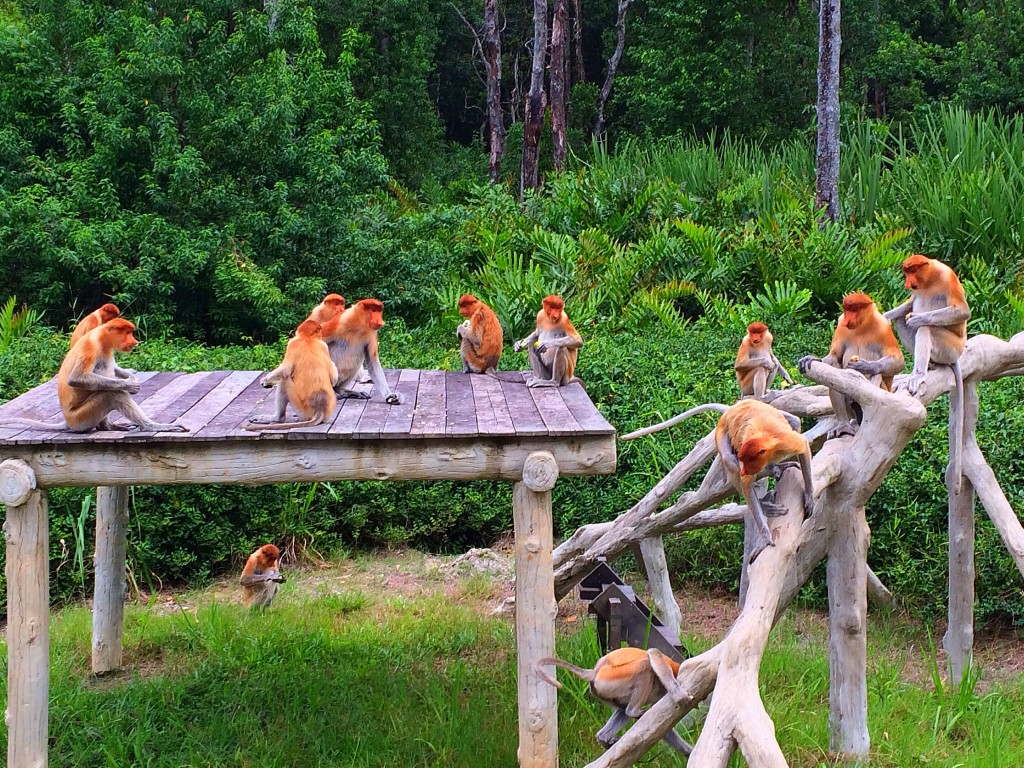 Sandakan, Borneo, Malaysia, Proboscis Monkeys