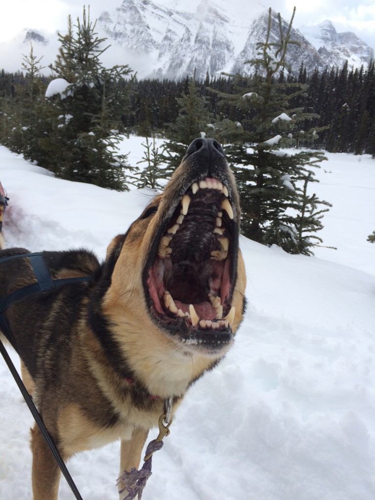 Dogsledding in Alberta, angry dog