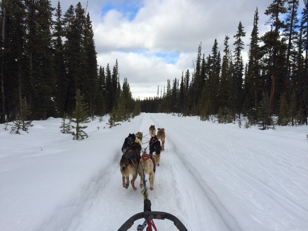 Dogsledding in Alberta