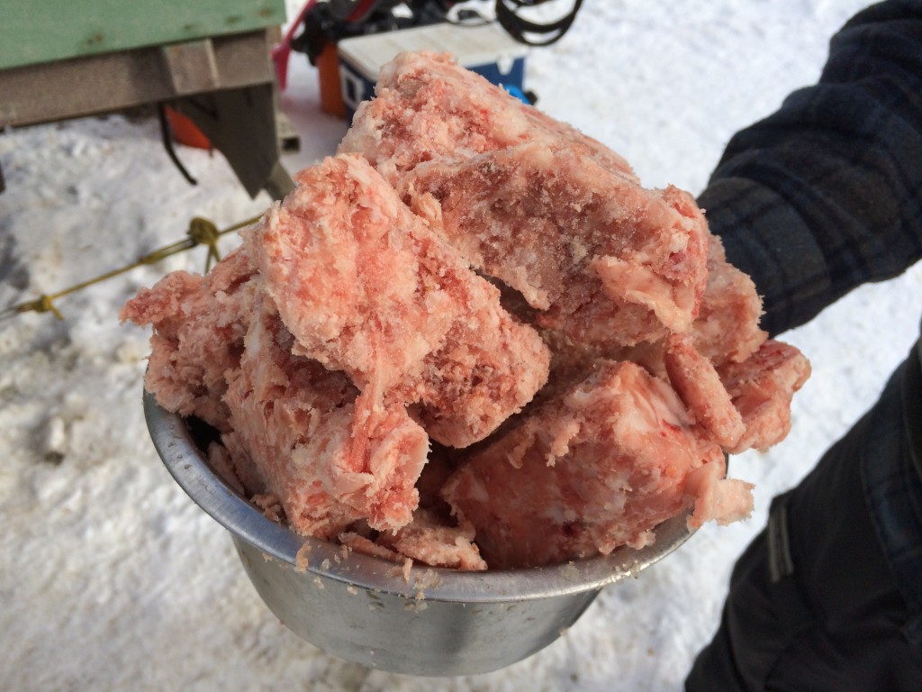 Dogsledding in Alberta, chicken, feeding