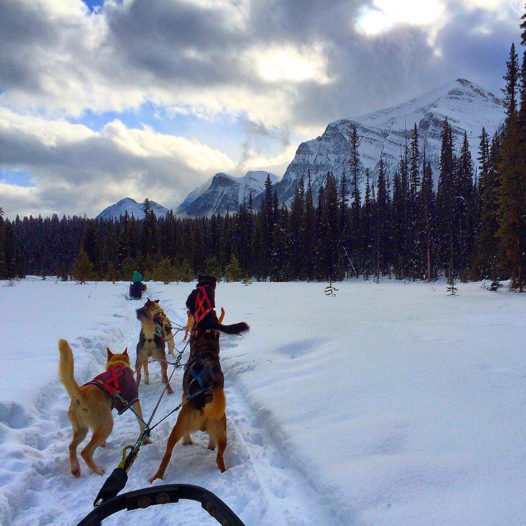 Dogsledding in Alberta