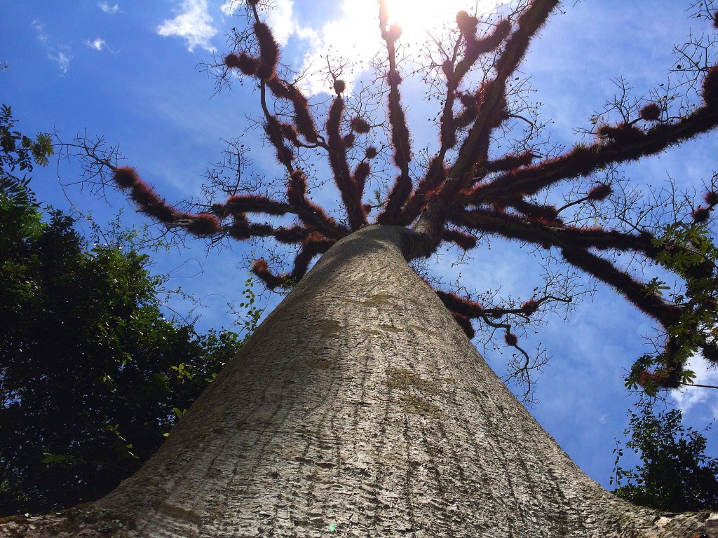 Tikal, Guatemala, tree