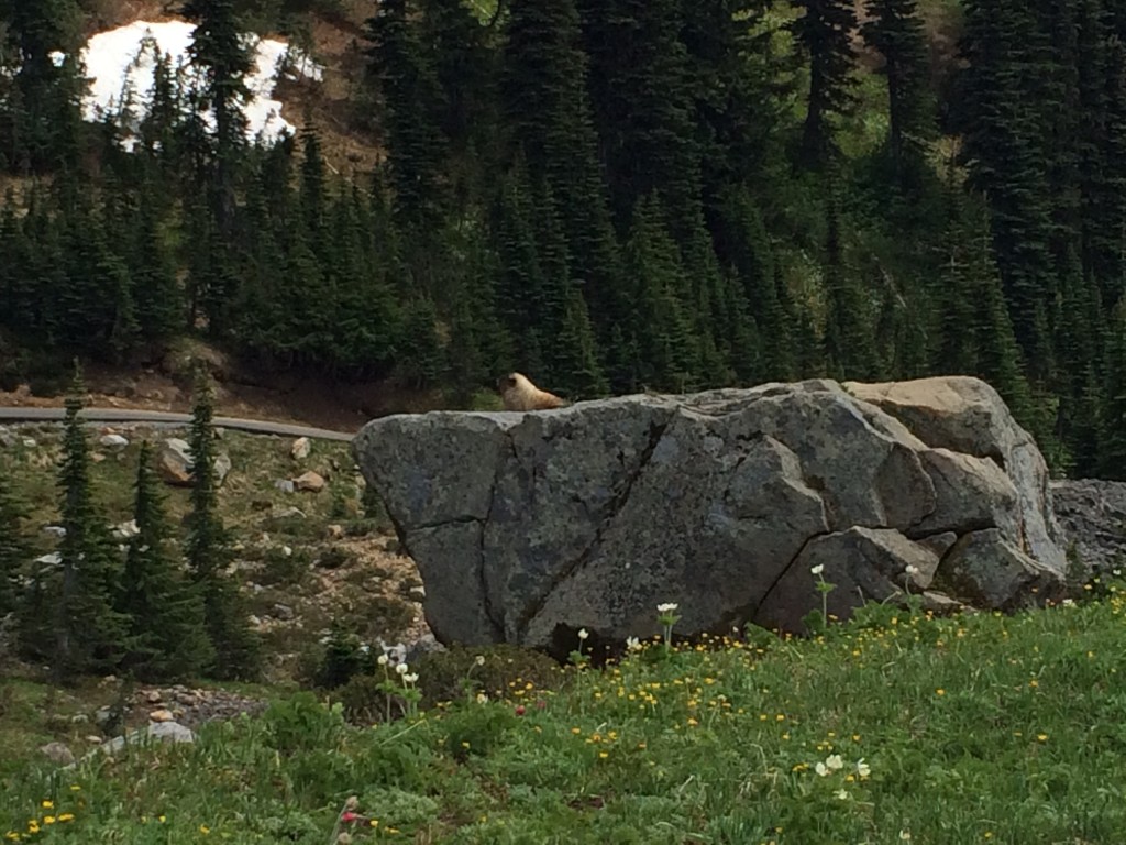 Mount Rainier, Washington State, National Park, wildlife