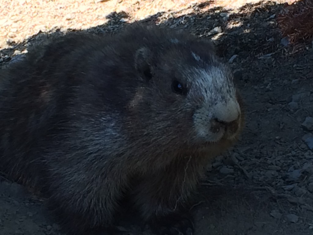 Olympic National Park, marmot