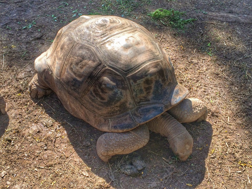 Aldabra turtle, Mauritius