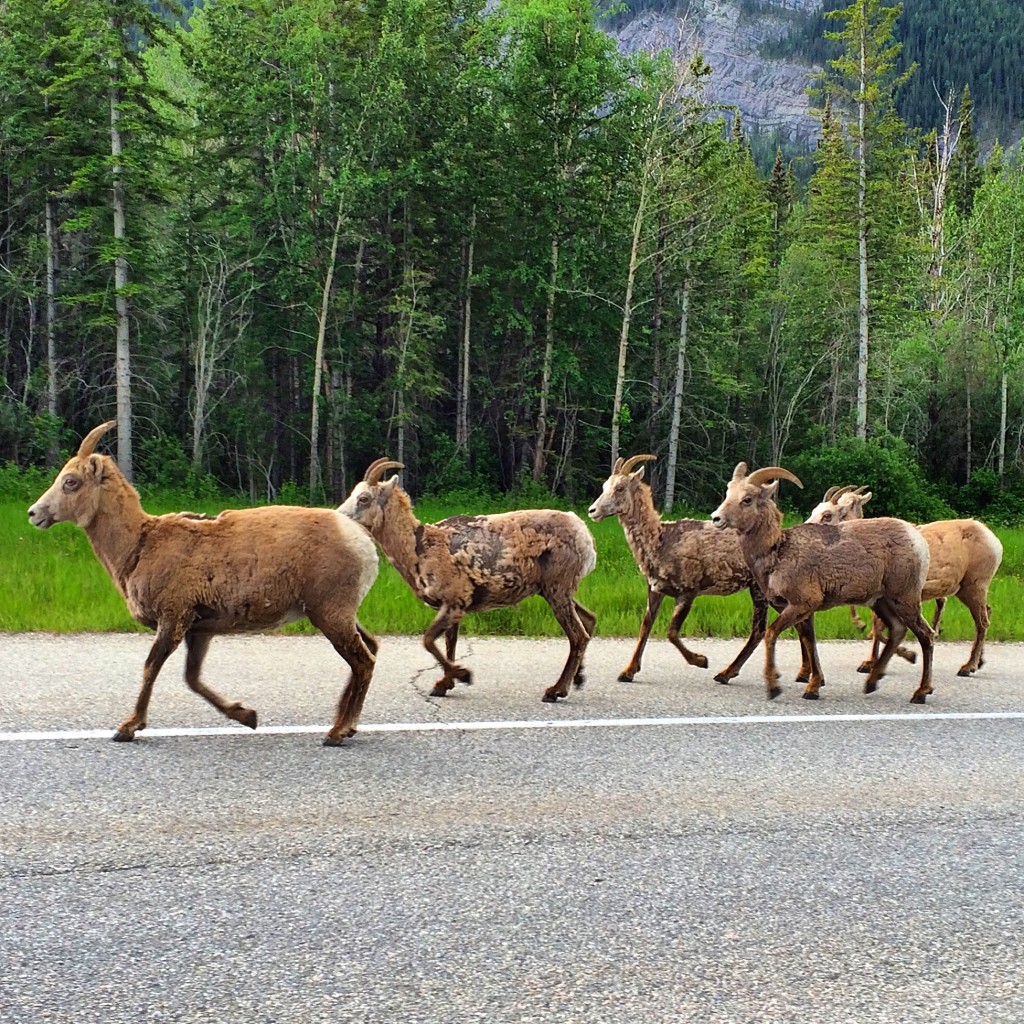 Fairmont Jasper Park Lodge, Jasper, Alberta, Canada, animals