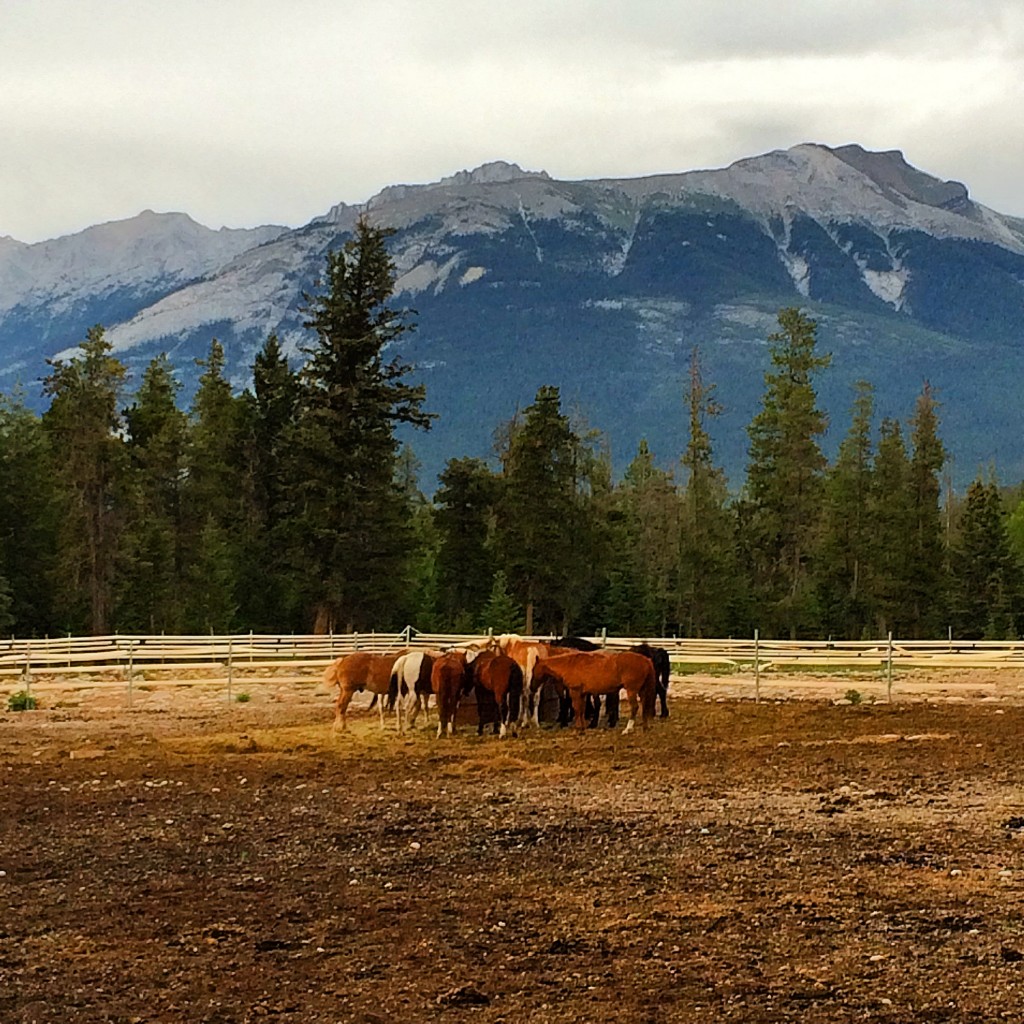 Horse Stables, horses, stables, Fairmont Jasper Park Lodge, Jasper, Alberta, Canada