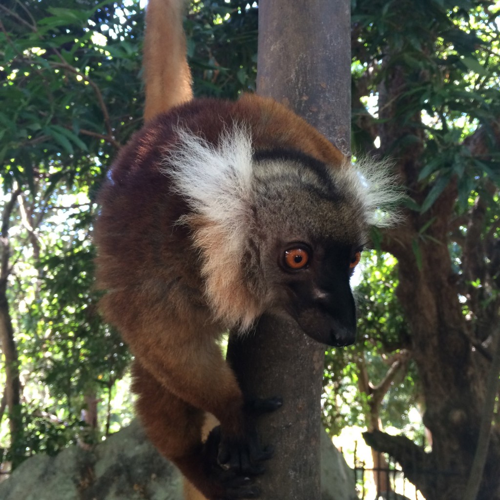 Nosy Be, Madagascar, lemur, Nosy Komba