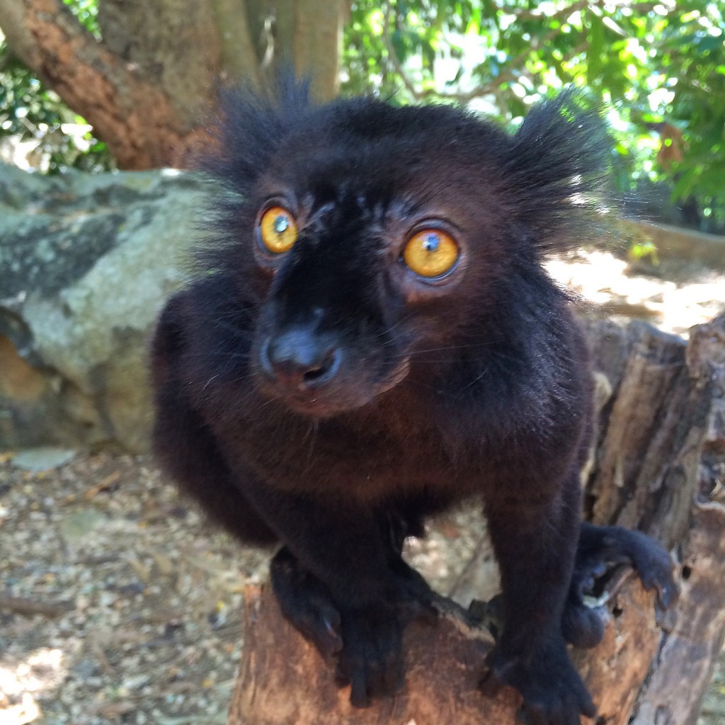 Nosy Koma, Komba, Madagascar, lemurs