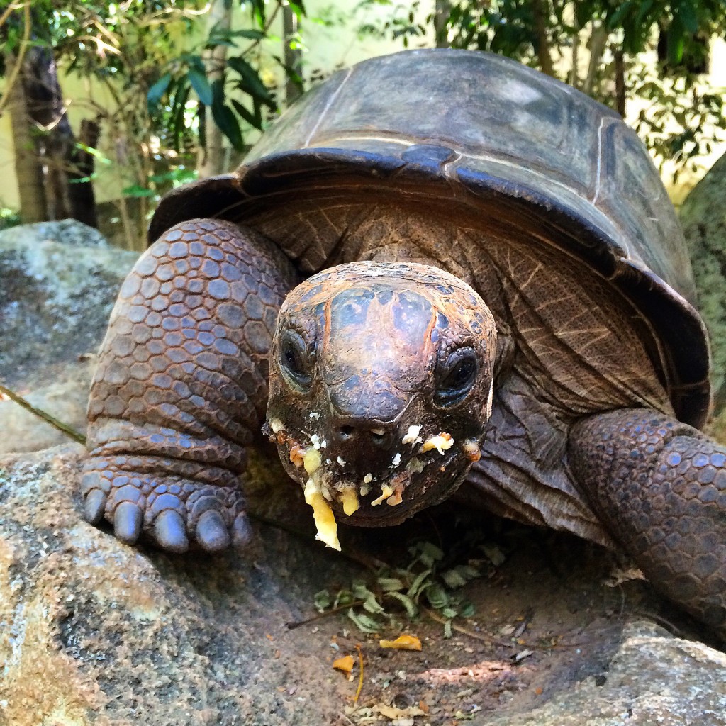 Nosy Koma, Komba, Madagascar, Aldabra turtle