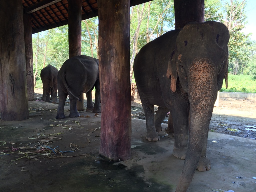 Luang Prabang, elephant sanctuary