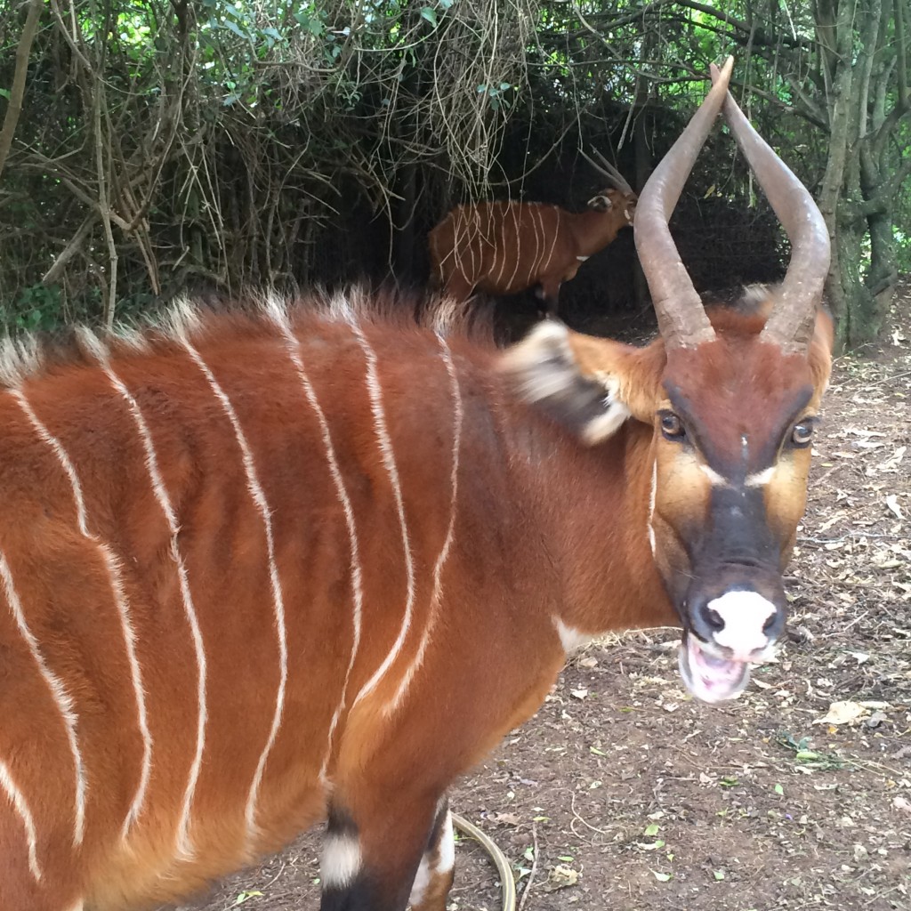 Fairmont Mount Kenya Safari Club, Kenya, cool antelope