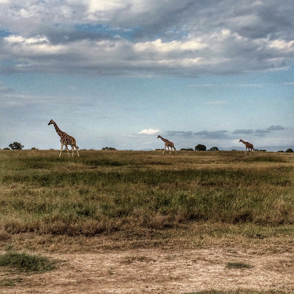 Fairmont Mount Kenya Safari Club, Kenya, giraffes, game drive