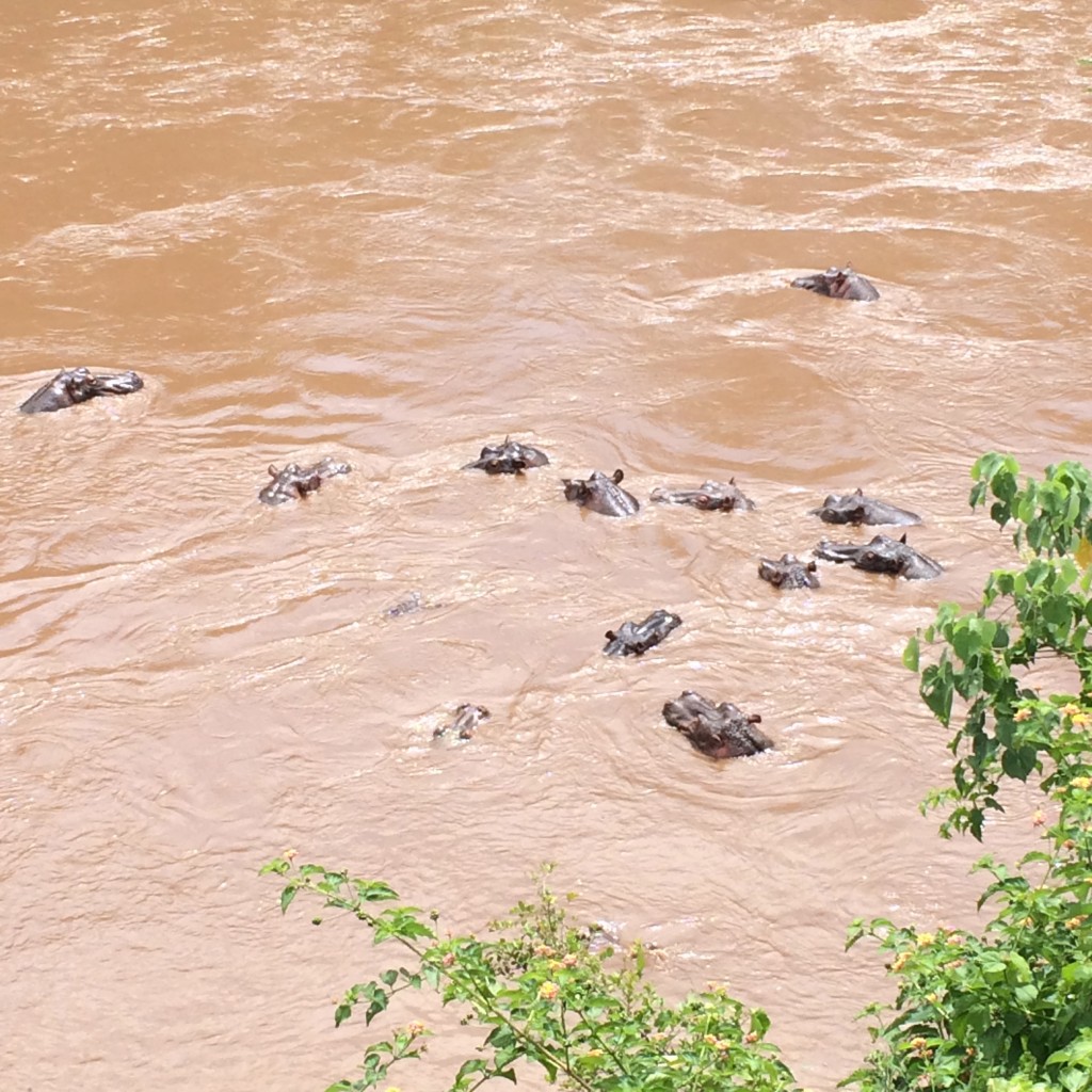 hippos, Fairmont Mara Safari Club, Fairmont, Kenya, Masai Mara