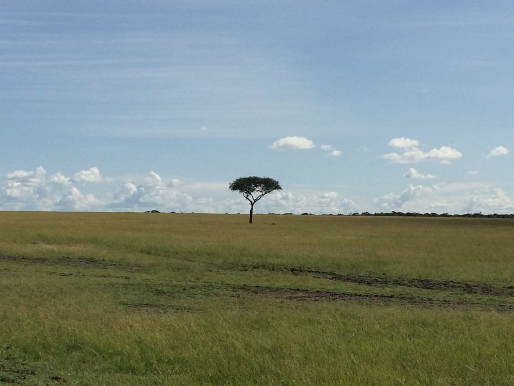 Fairmont Mara Safari Club, Fairmont, Kenya, Masai Mara, tree