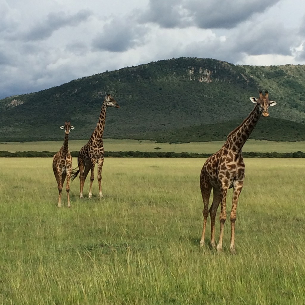Fairmont Mara Safari Club, Fairmont, Kenya, Masai Mara, safari, giraffes